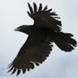 Meet your Posher, Shawn